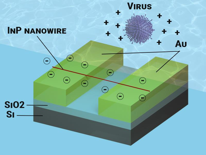 Sketch of bio-sensor device based on fieldeffect transistor based on InP nanowire